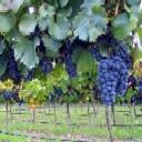 pic for Wine Grapes